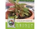  Boost Your Garden with Soilrite Mix! - Keltech Energies