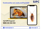 Cockroach Pest Control Goa