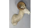 Top quality Taxidermy mount and hides for sale -PA