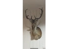 Top quality Taxidermy mount and hides for sale