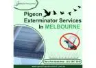Pigeon Exterminator Services in Melbourne